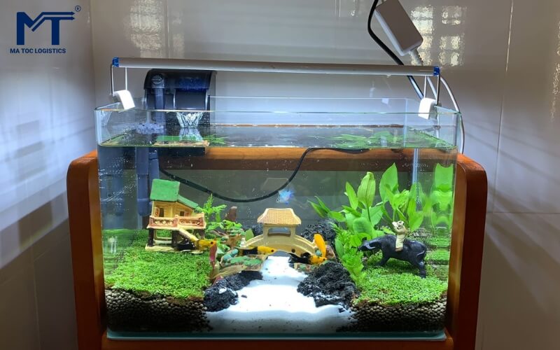 Trang trí hồ cá cảnh thuỷ sinh 