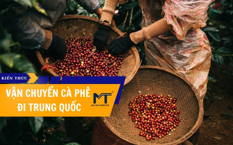 Dịch vụ Vận chuyển cà phê đi Trung Quốc Nhanh chóng - Giá tốt