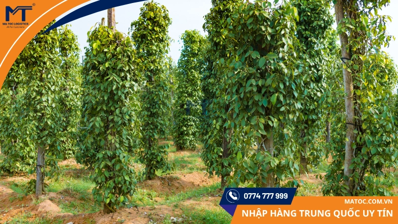 Cây hồ tiêu, mặt hàng xuất khẩu của Việt Nam rất được ưa chuộng tại Trung Quốc